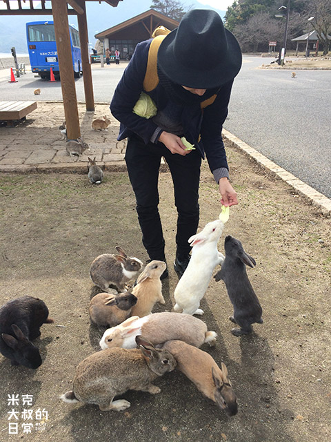 廣島自由行｜ 大久野島 兔島攻略 去探700隻兔子(交通+遊玩注意事項)