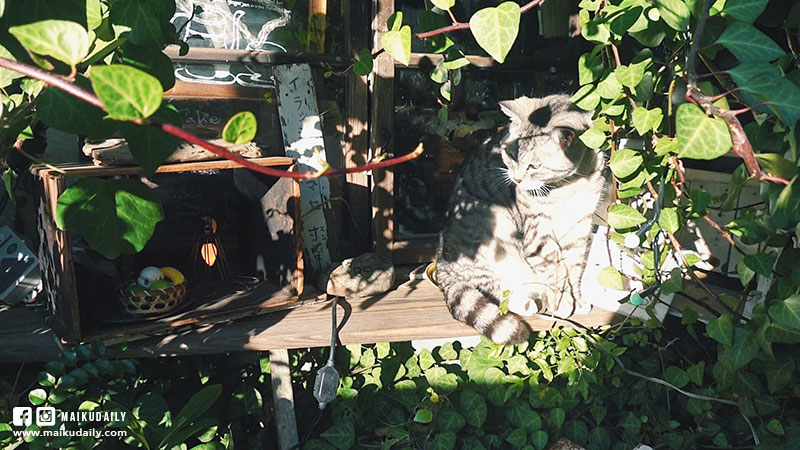 神樂坂 貓Cafe【東京貓旅行】隱身市區秘密花園 宮崎駿世界般的神秘小店