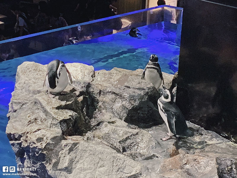 墨田水族館 企鵝