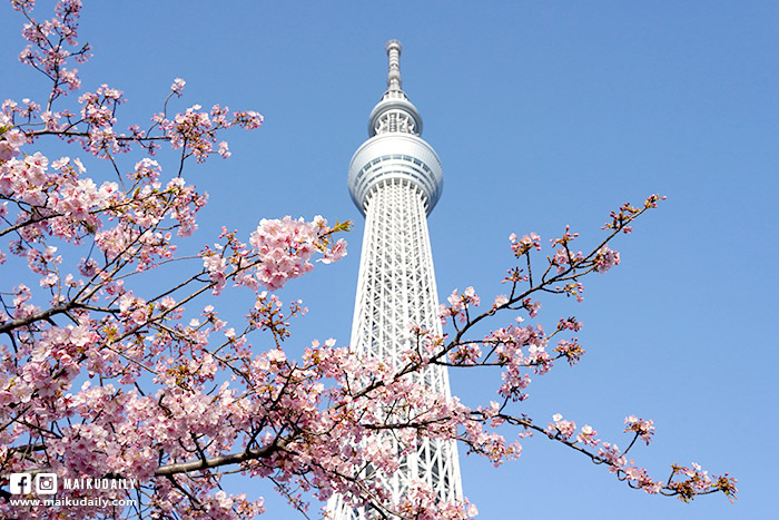 東京晴空塔河津櫻 拍攝地點 櫻花哪裡拍