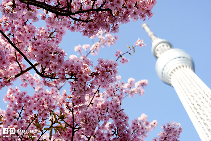 東京晴空塔 河津櫻 拍攝地點 櫻花哪裡拍
