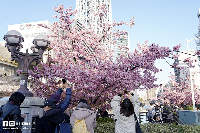 東京晴空塔 河津櫻 拍攝地點 櫻花哪裡拍
