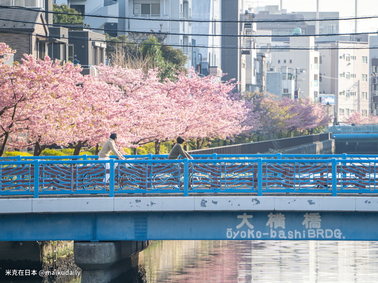 木場公園 大橫川散步道 河津櫻 3月 東京櫻花
