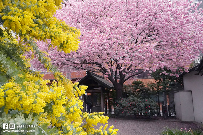 藏前神社 東京櫻花