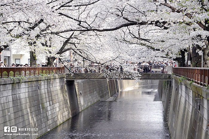 目黑川櫻花 中目黑 東京賞櫻景點