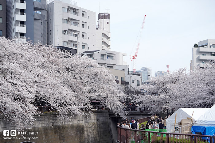 目黑川櫻花 中目黑 東京賞櫻景點