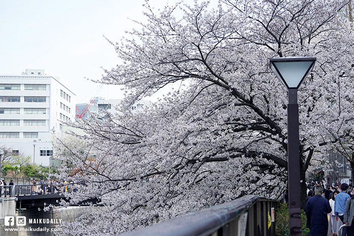 目黑川櫻花 中目黑 東京賞櫻景點