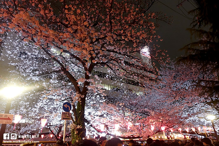 目黑川 夜櫻 櫻花 中目黑 東京賞櫻景點