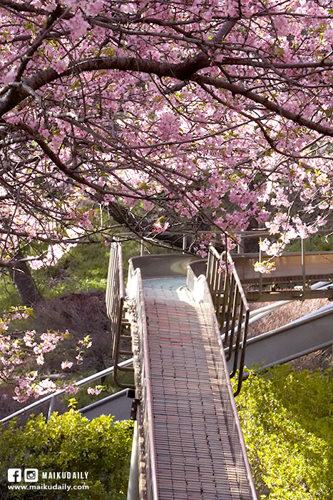 西平畑公園 溜滑梯 河津櫻 東京近郊櫻花景點