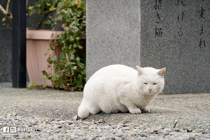 今戶神社 淺草景點 戀愛可以持續到天長地久 貓