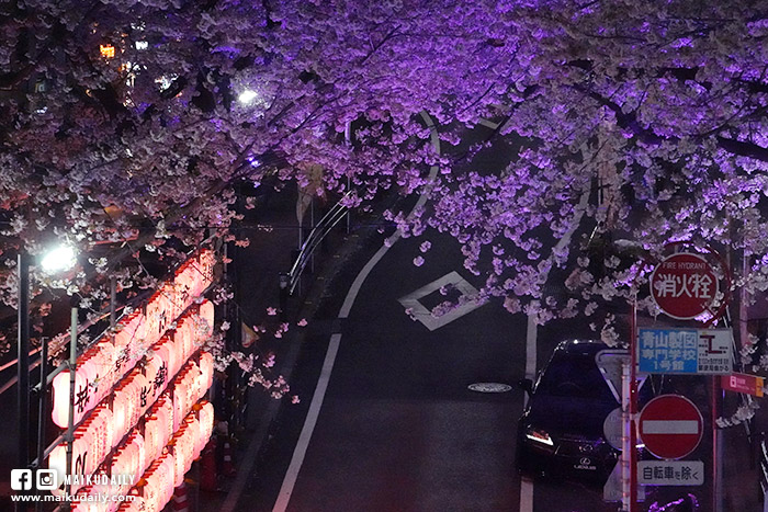 澀谷櫻丘 夜櫻 櫻花街道 東京市區賞櫻景點 渋谷さくら通り