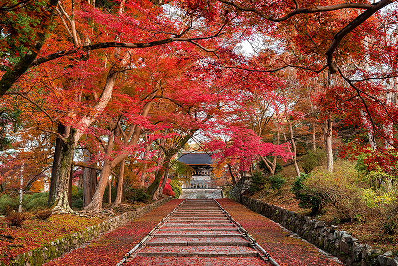 京都布萊頓飯店 紅葉包場景點 毘沙門堂